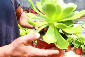 玉龙观音如何养？养花师傅告诉你一“绝招”！长得茂盛叶片油亮亮视频封面