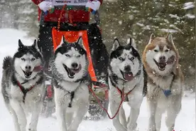 俄举办雪橇大赛 哈士奇“冲锋陷阵”拿出看家本领图片