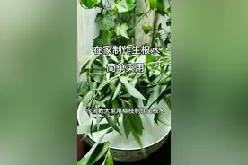 用柳树枝就能制生根水，简单又实用!视频封面