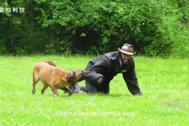 为什么人被狗追时，只要蹲下狗就会吓得跑掉了？答案来了