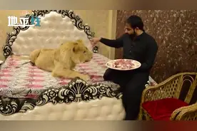 狮子当宠物！ 巴基斯坦小伙在家养大狮子 豪华卧室里吹空调吃东西视频封面