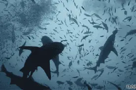 海洋漫谈|鲨鱼一旦停止游动就会淹死吗？图片
