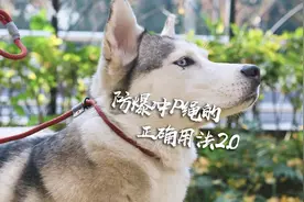 拿着P绳但不知道怎么用？一起跟着#遛狗匠石头 学具体操作吧