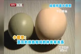 三块钱一个的野生绿皮鸡蛋，它和普通蛋有啥区别呢，来瞧瞧吧视频封面