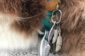 王思聪晒自己宠物狗新项链，网友：这个牌子一串10来万图片