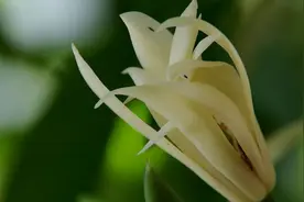 云南芒市缅桂花洁白清香花期长到处都是，它是芒市人的天然饰品