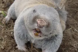 周日在草原上抓住一只鼢鼠 是难得的美味 又有极高的药用价值