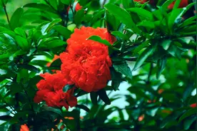 烂掉都没人要的石榴花，竟是肺结核的天然克星，一朵花抵六味中药视频封面