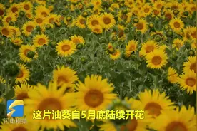 德州百亩油葵花海惊艳登场！随便拍一张都美到没朋友，赶快来看看视频封面