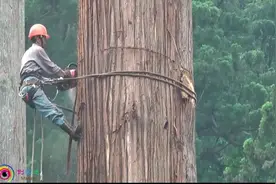 参天大树是怎么放倒的，老师傅一台油锯就搞定了