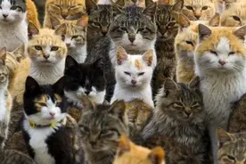 在日本的猫日你可以做这些奇葩的事情图片