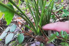 农夫在山上找到这棵野生蕙兰，你可能不相信一年前它的样子