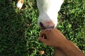 牛和狗一样也是很通人性，抚摸它很乖的在你旁边