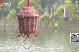 用饵笼钓鲢鳙时，钩子记住别插太深，不然入水后将大大影响中鱼率视频封面