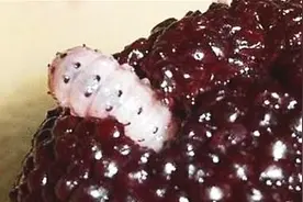 杨梅到底要不要洗？怎么洗才能洗干净？这个方法告诉你视频封面