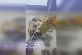 动物世界；鹰嘴龟