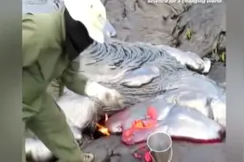 少见：直接拿岩浆烧开水，老美你不怕中毒吗？视频封面