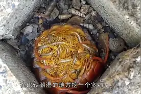 在农村有商贩收购蜈蚣，价格不低，教你两招晚上轻松捉蜈蚣视频封面