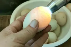 养了三年多的孔雀共下了五个蛋，买孵化箱只孵化出一只，太失败了