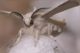 又一个轮回，蚕宝宝长大后吐丝作茧，过段时间变身为妖蛾子