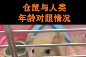 仓鼠的寿命一般为2-3年，18个月大的仓鼠基本已进入老年期，你家仓鼠多大啦？#仓鼠 #家有萌宠 @抖音小助手