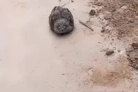 #dou是知识点  路边遇到“牢底坐穿兽”你会怎么做呢，来评论区“小茶课堂”讨论吧，它叫东方角鸮，国二级🤗