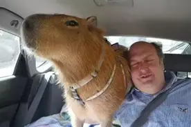 世界上最怪十大宠物：敢养就是真汉子图片