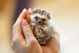 在日本，动物是人类的好朋友，在这个地方刺猬成为了主人视频封面