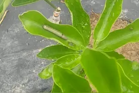 果苗最怕斜纹夜蛾幼虫，可用阿维菌素+核型多角体病毒防治