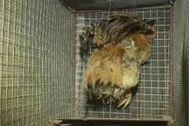 惊悚！浦东鸡鸭被活活咬死只吸血不吃肉 兔子也难逃一劫图片