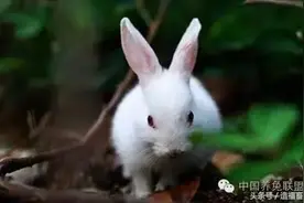 养兔用全价颗粒饲料有什么好处？图片