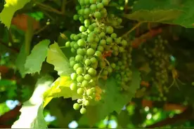 身份证1308的夏天记忆，全承德人都看哭了！图片