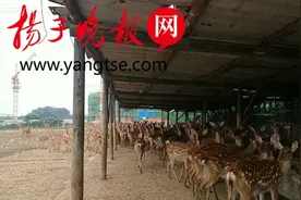 为梅花鹿找家！400多只梅花鹿即将上线拍卖图片