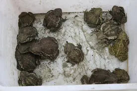 滥捕“癞蛤蟆”解嘴馋 法不容情受严惩图片