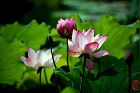 呼和浩特小黑河赛罕区段修建喷泉 河里睡莲和荷花哪去了图片