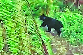 狗熊
跑进县城耍一圈图片