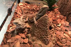 国内最大昆虫活体展在江北展出 有些昆虫你或许从未见过图片