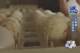 陈楠小朋友在鹅场辛勤劳动，学习辨别受精鹅蛋，得到认可