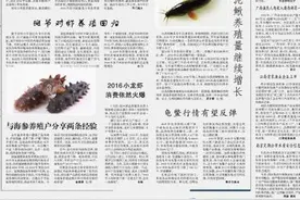台湾泥鳅养殖量继续增长图片