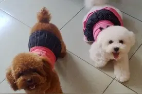 狗吐白沫抽搐怎么办 狗呕吐的情况多种多样图片