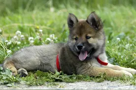 狗抽搐是什么病 狗抽搐有多种原因图片