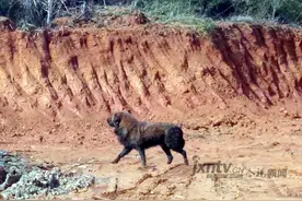 南昌安义一无主藏獒咬伤村民被击毙图片