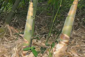 竹笋的营养价值有哪些图片