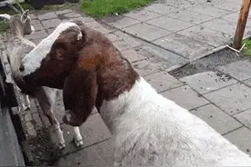 背影像羊的狗听到有人叫它时，它回头瞅的样子，却让人一秒笑喷！图片