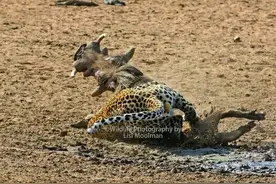 花豹大战疣猪，精彩绝伦的一刻，羚羊经过，发生的结果让人惊讶！图片
