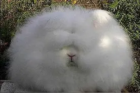 居然能长成这样!那些搞笑恐怖恶心的小动物们，慎入!图片