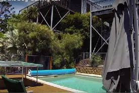 猫咪踩着狗狗泳池冲浪，画面好逗趣图片