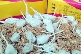 海南8090后童年放过炮，00后表示很羡慕图片