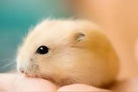 仓鼠经常性脱毛，属于正常情况吗？图片