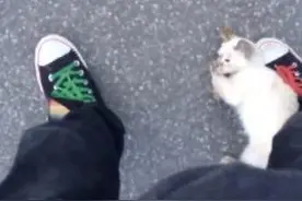 和朋友逛街，突然窜出一只小猫，一把把我紧紧抱着，顿时吓蒙了！图片